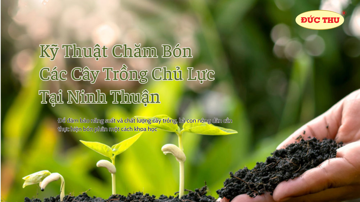 kỹ thuật chăm bón các cây trồng tại Ninh Thuận